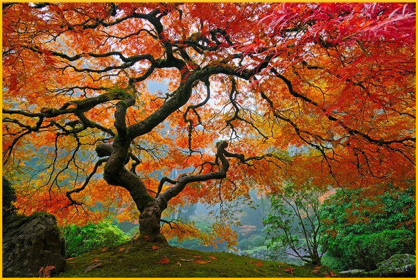 Stage psychogénéalogie – arbre